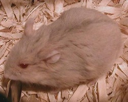 Hamster #2