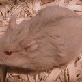 Hamster #2
