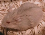 Hamster #2
