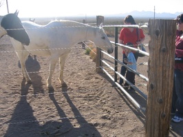 Grandma showing Nicolas how to pet the horses.