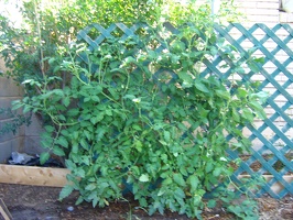 The children and I have been growing a beautiful garden.  These are our tomato plants.