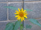 This is one of our sunflowers we started from a seed.