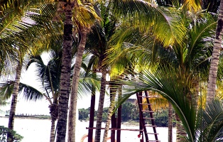 Palms and the lifeguard station overlook the beach