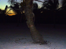 An interesting tree at sunset