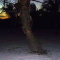 An interesting tree at sunset
