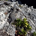 An iguana sunning itself.  It was a little over a foot long.