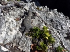 An iguana sunning itself.  It was a little over a foot long.