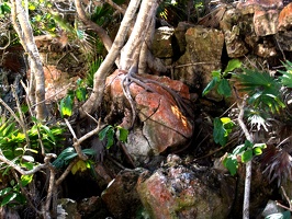 A tree with a death grip on this rock 1