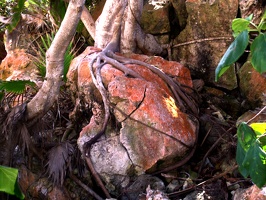 A tree with a death grip on this rock 2