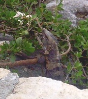 Iguana at Xel-Ha 050.jpg