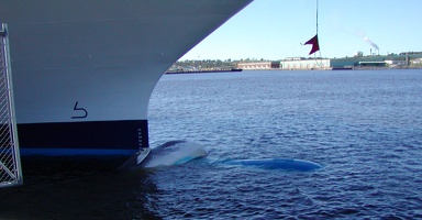 G. St. John-Whale caught on bow  151