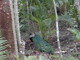 Cozumel and Wedding 070