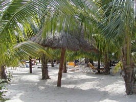 chairs under trees