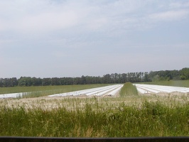 B Tobacco fields for filtered cigarettes   