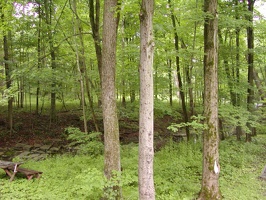  Yard at home in Locktown   