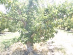 Fruit trees near Marsing
