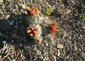 Desert blooms