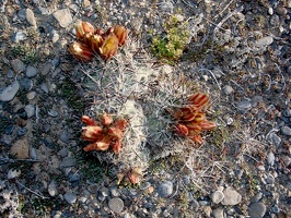 Desert blooms