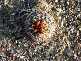 Desert blooms