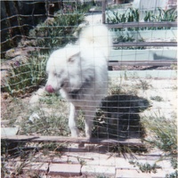Childhood pet (I forgot the name) - 1981 - 2