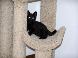 Bo, playing on the cat tree at 8 weeks.