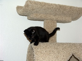 Bo, playing on the cat tree at 8 weeks.