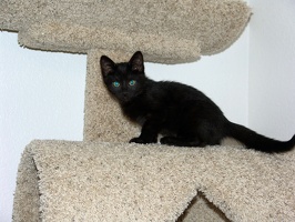 Bo, playing on the cat tree at 8 weeks.