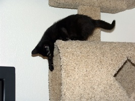 Bo, playing on the cat tree at 8 weeks.