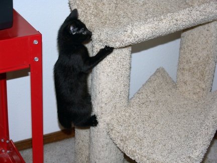Bo, playing on the cat tree at 8 weeks.