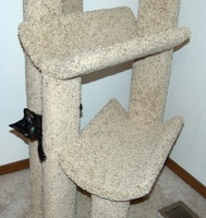 Bo, playing on the cat tree at 8 weeks.