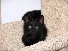 Bo, playing on the cat tree at 8 weeks.