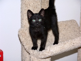 Bo, playing on the cat tree at 8 weeks.