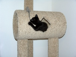 Bo, playing on the cat tree at 8 weeks.