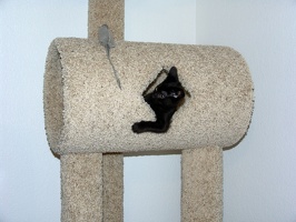 Bo, playing on the cat tree at 8 weeks.