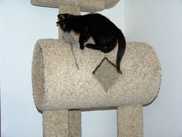 Bo, playing on the cat tree at 8 weeks.