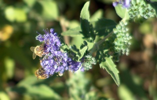 Bees farming the flowers in the park