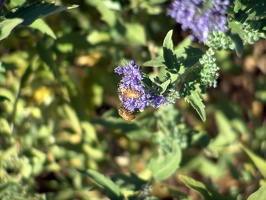 Bees farming the flowers in the park