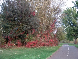 Boise Green Belt (natural) 1