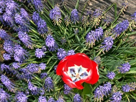 Flowers in a neighbor's yard