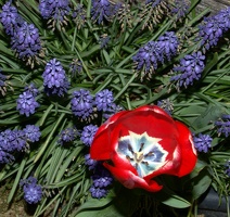 Flowers in a neighbor's yard