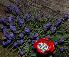 Flowers in a neighbor's yard