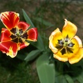 Flowers in my yard