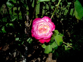 Julia Davis Park Rose Garden in August