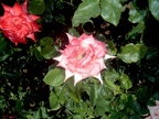 Julia Davis Park Rose Garden in August