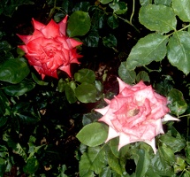 Julia Davis Park Rose Garden in August