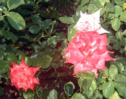 Julia Davis Park Rose Garden in August