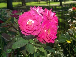 Julia Davis Park Rose Garden in August