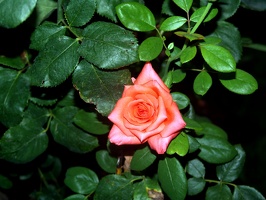 Julia Davis Park Rose Garden in August