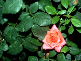 Julia Davis Park Rose Garden in August