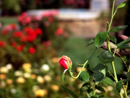 Julia Davis Park Rose Garden in August